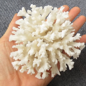 May include: A white coral specimen with a branching, tree-like structure. The coral is bleached white and has a rough, textured surface.