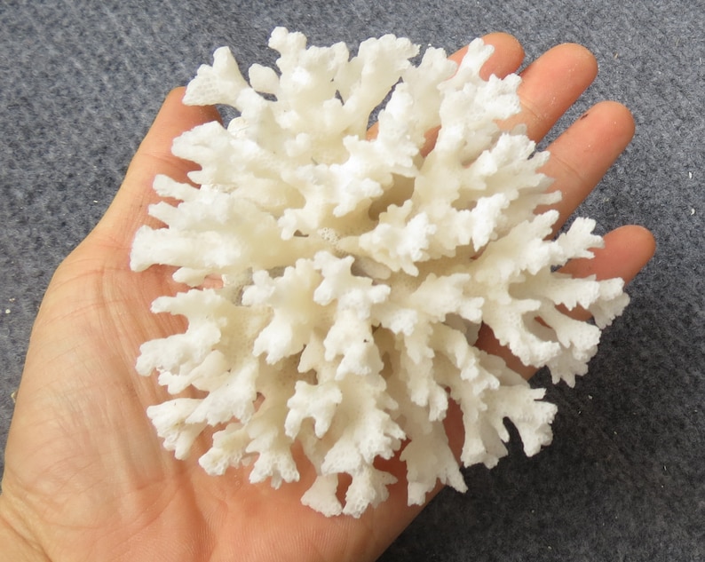May include: A white coral specimen with a branching, tree-like structure. The coral is bleached white and has a rough, textured surface.