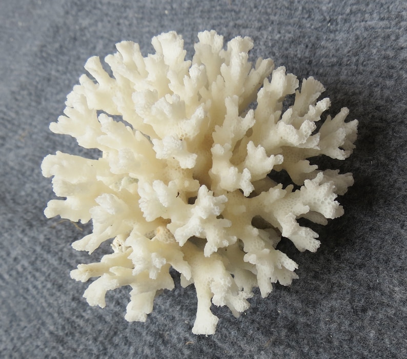 May include: White coral with a branching, delicate structure. The coral is bleached white and has a rough, textured surface.
