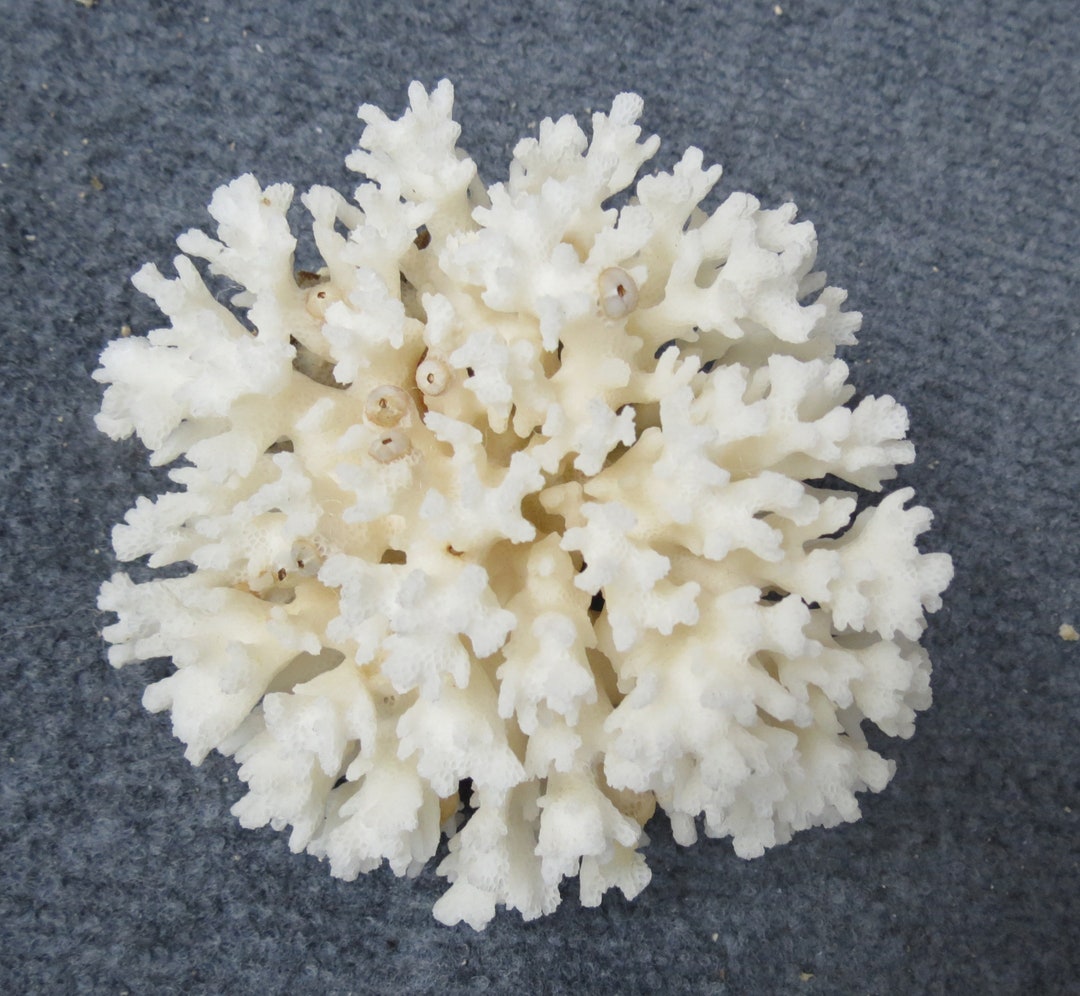Reef Coral Decor Home Decor Beautiful Natural Coral Marine Etsy