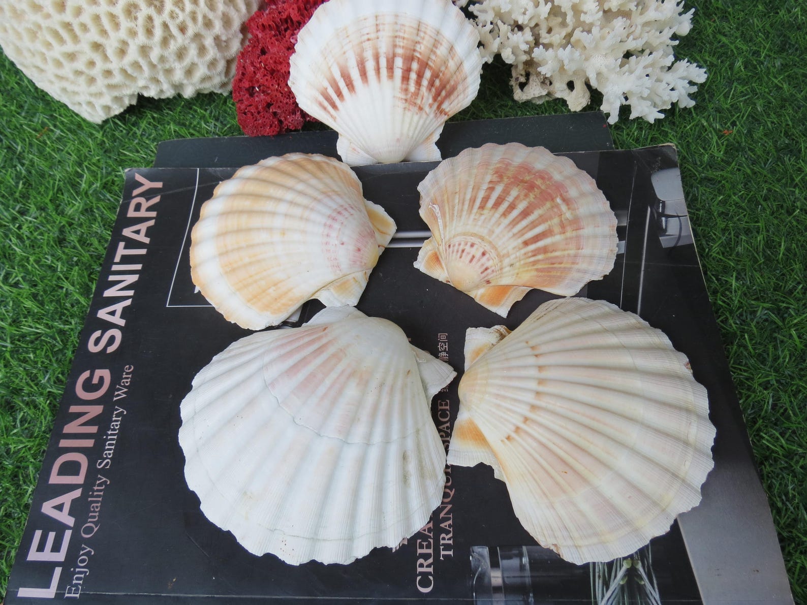 Fan Sea Shells 5pcs Large Clam Shells 10-12cm, Scallop Shells, Fan Seashells ...