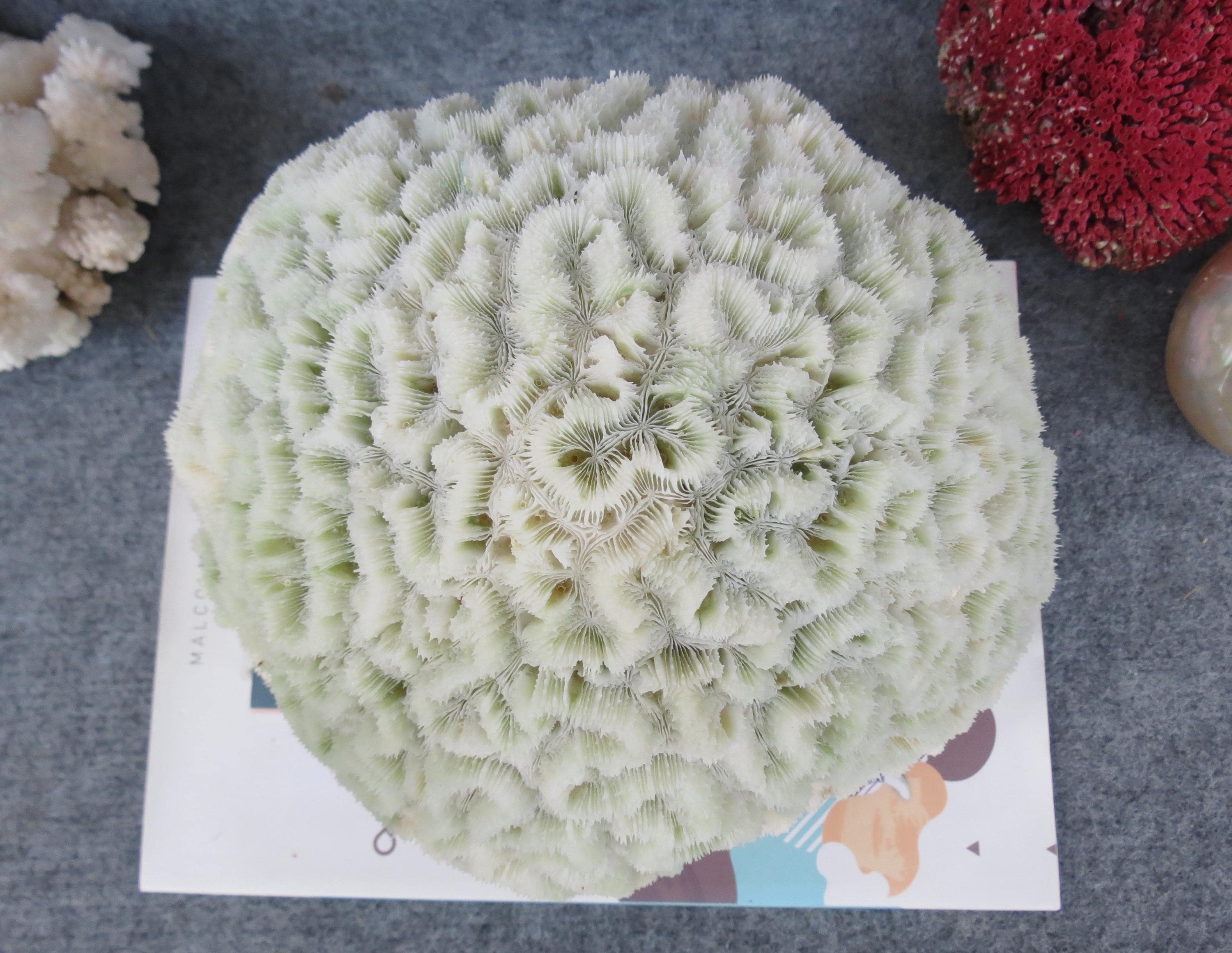 大きな天然サンゴ 約25cm il_fullxfull.6968032910_2wcf.jpg