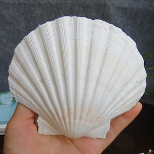 5pcs Large clam shells 10-12cm, Scallop Shells, Fan Seashells, Decorative Seashells. Seashells As Crafts. Hand-Painted Seashells
