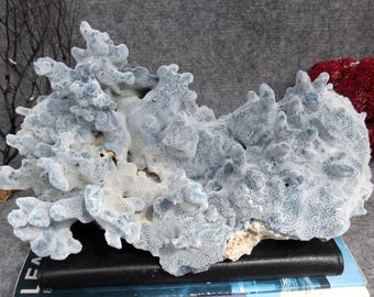 白珊瑚はとても美しい、天然珊瑚はとても特別、本物の珊瑚、水槽用の