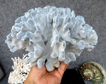 Natural Blue Coral 7.5" Aquarium Decor, Home Accent Piece, Real Coral For Precious Houses