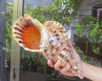 Natural Trumpet Triton Ammonite Decoration Big Seashell DecocSea shell,Snail Shell Ocean Decor Beach Gift Beach Decor