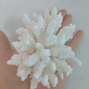 Echte Koralle, wunderschöne natürliche Koralle, Meereskoralle, Aquarium, dekorative Aquariumkoralle, natürliche Meereskoralle, weiße Koralle