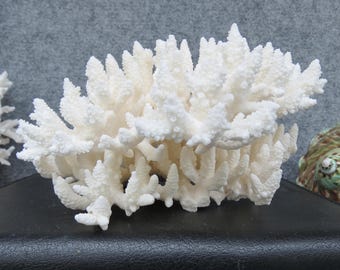 Natural White Coral 7.1" Aquarium Decor, Home Accent Piece, Real Coral For Precious Houses