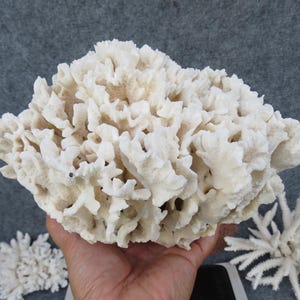 White Leaf Coral Is Very Beautiful 8.3&quot;, Natural Leaf Coral, Real Coral Very Special, Decorative Corals For Aquariums, Precious Houses