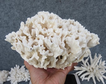 White Leaf Coral Is Very Beautiful 8.3", Natural Leaf Coral, Real Coral Very Special, Decorative Corals For Aquariums, Precious Houses