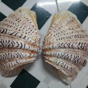 25cm clam Sea Shell, Conch Shell, Lovely Big Sea Shell For Decoration, Party, Gift