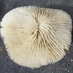 White Real Mushroom Live Coral Frag Sea Reef Corals Aquarium, Natural Mushroom Coral