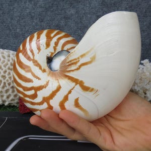 大きな有名なネジ 天然巻き貝 オウムガイの殻 ヒトデ 工芸品の