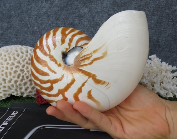 オウムガイの殻 3個セット マイクラ】オウムガイの殻の特徴・入手方法