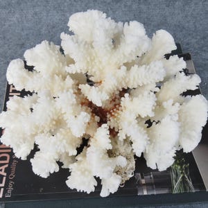 Natural White Coral Tree, Aquarium Decoration, Coral Reef Decor, Blue Coral Reef, Natural Sea Coral, Oceanic Coral, Unique Gifts, Home Decor