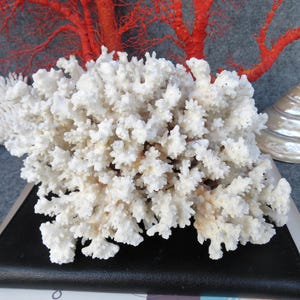 May include: A collection of white coral formations, including a large, branching piece and a smaller, fan-shaped one. A pearlescent seashell and red coral branches are also present, creating a coastal theme.