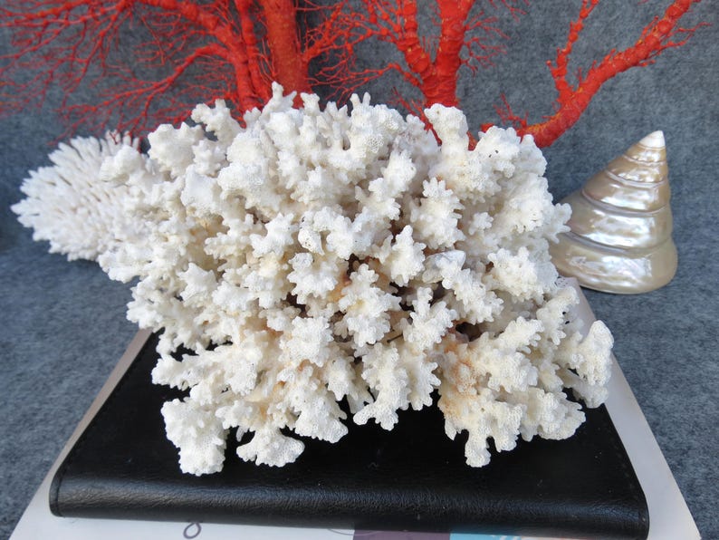 May include: A collection of white coral formations, including a large, branching piece and a smaller, fan-shaped one. A pearlescent seashell and red coral branches are also present, creating a coastal theme.