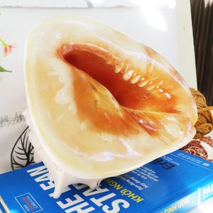 1450gr Cassis Cornuta Shell, Helmet Shell, Giant Shell, Huge Ocean Shell, Large De corative Conch, Home Decor