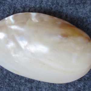 golden mussel shell,The golden mussel shell is polished to reveal the beautiful golden mother of pearl (1-5 pcs)