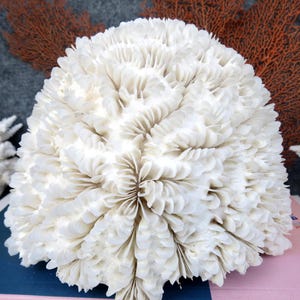 White Brain Coral Is Very Beautiful 6.7 inches, Natural Coral, Real Coral Very Special, Decorative Corals For Aquariums, Precious Houses