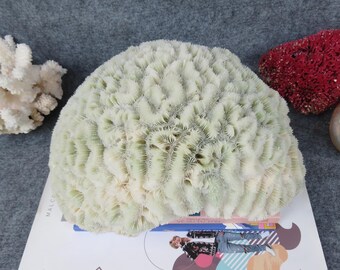 大きな天然サンゴ 約25cm 脳サンゴは非常に美しい9.45インチ、脳天然サンゴは非常に特別、美しい