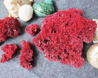 Natural Red Coral Cluster Stone Shell, Red Coral Shell, Natural Shell Sea Red Coral Fish Tank Aquarium