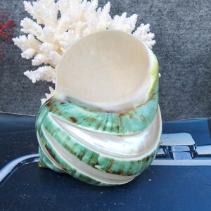 May include: A large, decorative seashell with a spiral design. The shell features a pearly white interior and a vibrant exterior with bands of turquoise and brown. The shell is a natural, organic shape, perfect for coastal decor.