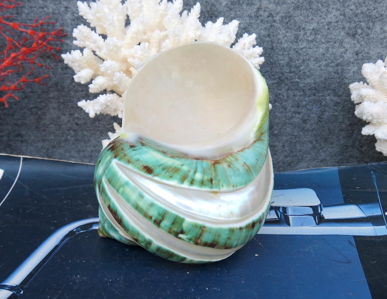 May include: A large, decorative seashell with a spiral design. The shell features a pearly white interior and a vibrant exterior with bands of turquoise and brown. The shell is a natural, organic shape, perfect for coastal decor.