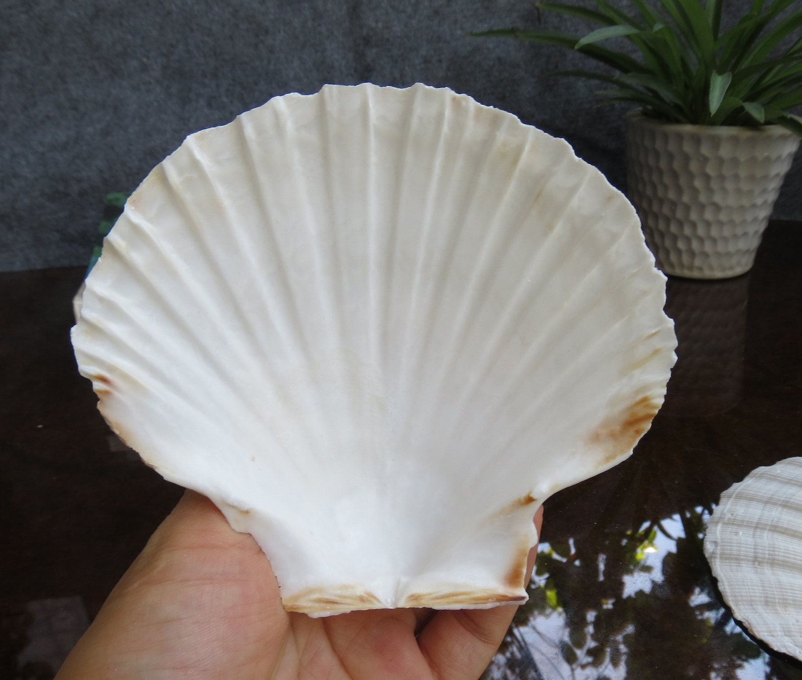 Fan Sea Shells 5pcs Large Clam Shells 10-12cm, Scallop Shells, Fan Seashells ...