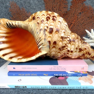 Grote trompet Triton-zeeschelp, Charonia Triton-schelp, natuurlijke schelpinrichting Marine decoratie Mooie grote schelp voor decoratie