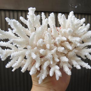 May include: A large, white coral specimen with a branching, tree-like structure. The coral is bleached white and has a rough, textured surface.