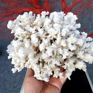 May include: A large, white coral specimen with a complex, branching structure. The coral is held in a hand, showcasing its intricate details. A vibrant red sea fan is visible in the background, adding contrast. This natural decor piece is ideal for coastal themes.