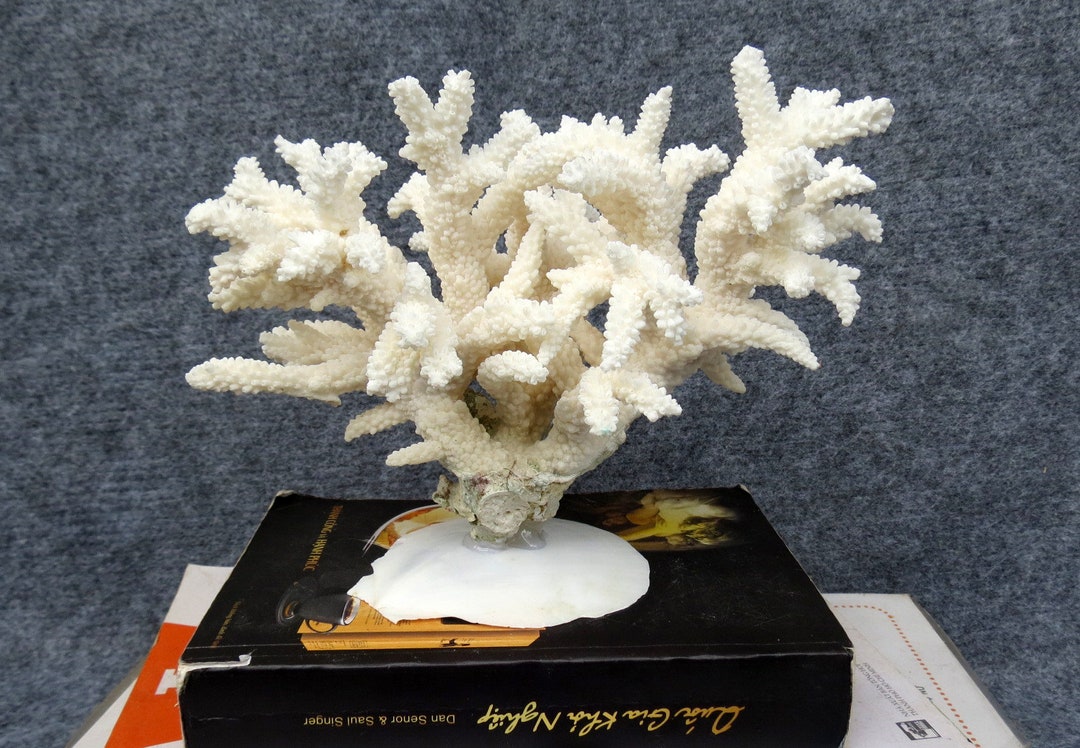 Real Coral Decor Coral Home Decor Beautiful Natural Coral - Etsy UK