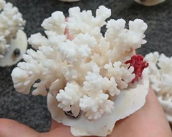 May include: White coral arrangement with a touch of red coral, set on a white seashell. The coral has a textured, branching structure. The arrangement is held in a hand, with other similar arrangements visible in the background.