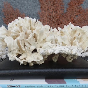 Real Coral Very Beautiful, White Coral Is Very Special, Natural Coral, Decorative Corals For Aquariums, Precious Houses