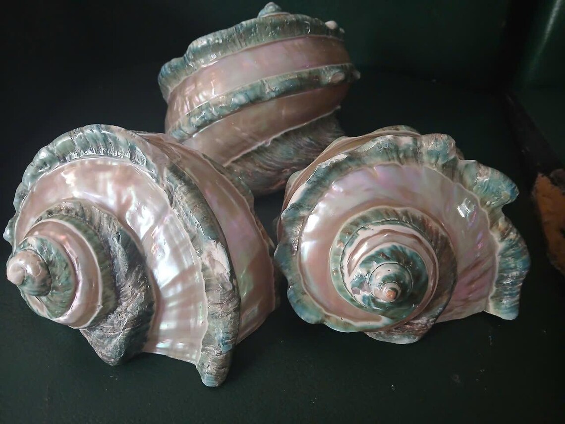 Large Conch Shell, Turbo Natural Sea Shell Giant Green, Mother of Pearl ...