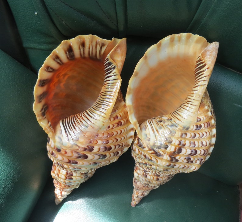 Shell Trumpet Shape 1 Pair of Trumpet Shells ,trumpet Shell, Large Snail Shell, Decorative ...