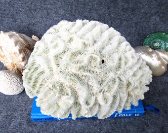 超大型サンゴ 3kg、美しい形、自然な色、ユニークなサンゴ、水槽用装飾