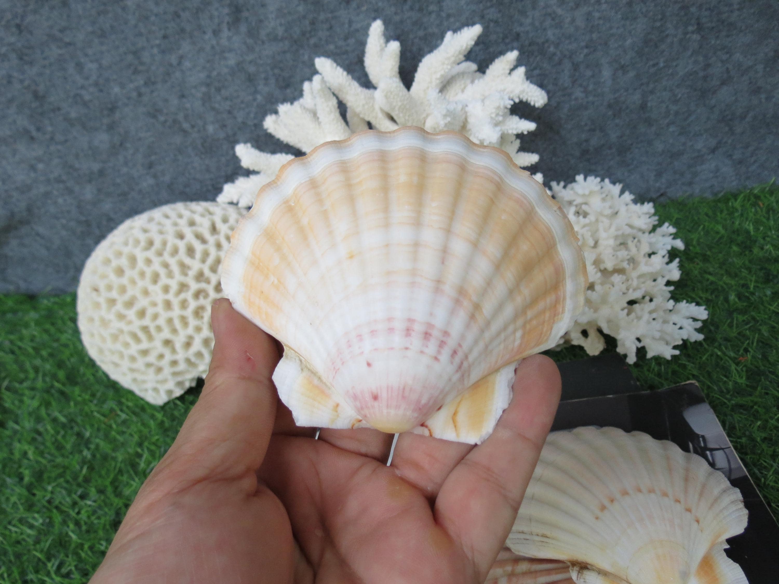 Fan Sea Shells 5pcs Large Clam Shells 10-12cm, Scallop Shells, Fan Seashells ...
