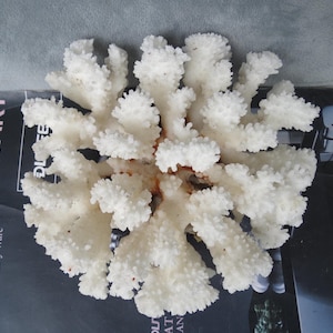 Real White Coral 21cm, Natural Coral Tree, Aquarium Decoration, Coral Reef Decor, White Coral Reef, Sea Coral, Oceanic Coral, Home Decor