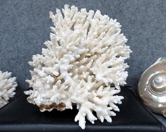 Natural White Coral 7.9" Aquarium Decor, Home Accent Piece, Real Coral For Precious Houses