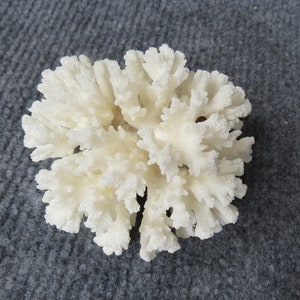 Real coral, beautiful natural coral, marine coral, aquarium, decorative aquarium coral, natural marine coral, white coral