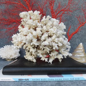 May include: A still life arrangement featuring white coral formations, a black leather wallet, and a book with Vietnamese text. Red coral branches and a seashell add to the coastal theme. The composition is set against a gray backdrop.