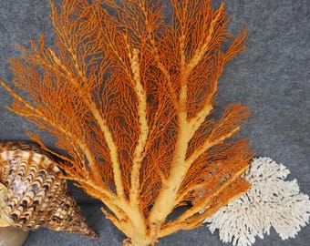 Red coral decor, Real red coral, beautiful natural coral, marine coral, decorative aquarium coral, natural marine coral,  coral tree decor