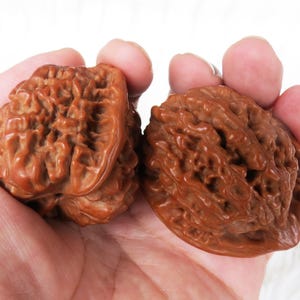 May include: Two brown, polished walnuts with deeply textured, wrinkled shells. The shells exhibit a rich, reddish-brown hue and a smooth, glossy finish, showcasing intricate natural ridges and deep crevices across their entire rounded surfaces.
