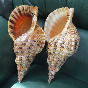 1 pair of trumpet shells ,trumpet shell, large snail shell, decorative giant snail shell, coastal style,