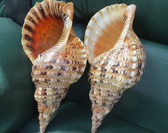 1 pair of trumpet shells ,trumpet shell, large snail shell, decorative giant snail shell, coastal style,
