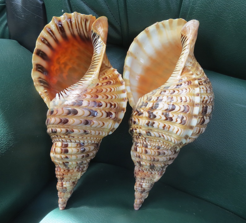 1 Pair of Trumpet Shells ,trumpet Shell, Large Snail Shell, Decorative ...
