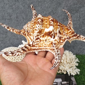 May include: A large, brown and white seashell with a spiky, intricate design. The shell is held in a hand, with a white coral-like object in the background.