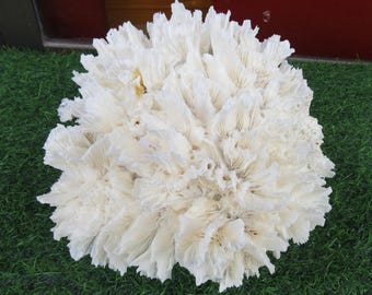 White coral, natural coral,real coral,very beautiful swirling coral reefs,aquarium decoration, ocean decoration, seacoral, corals,reef coral